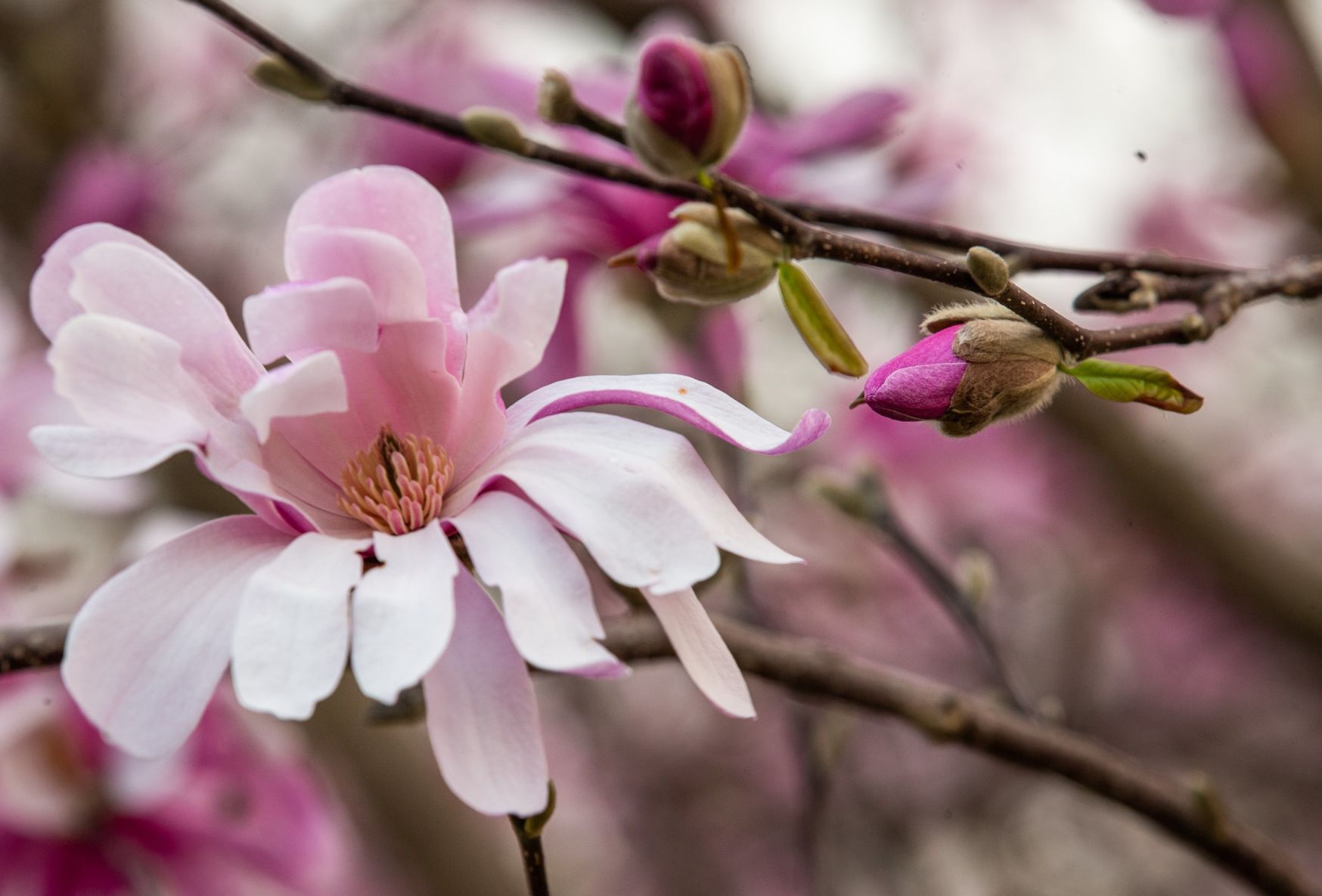 Spring blooms in St. Louis
